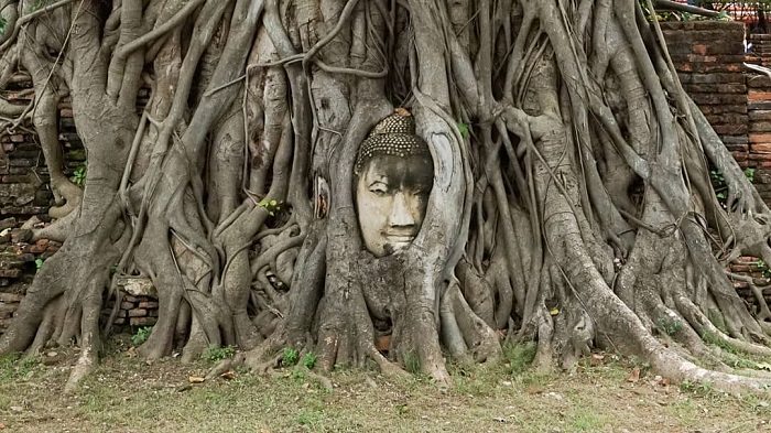 Đầu tượng Phật được bao bọc rễ cây xung quanh