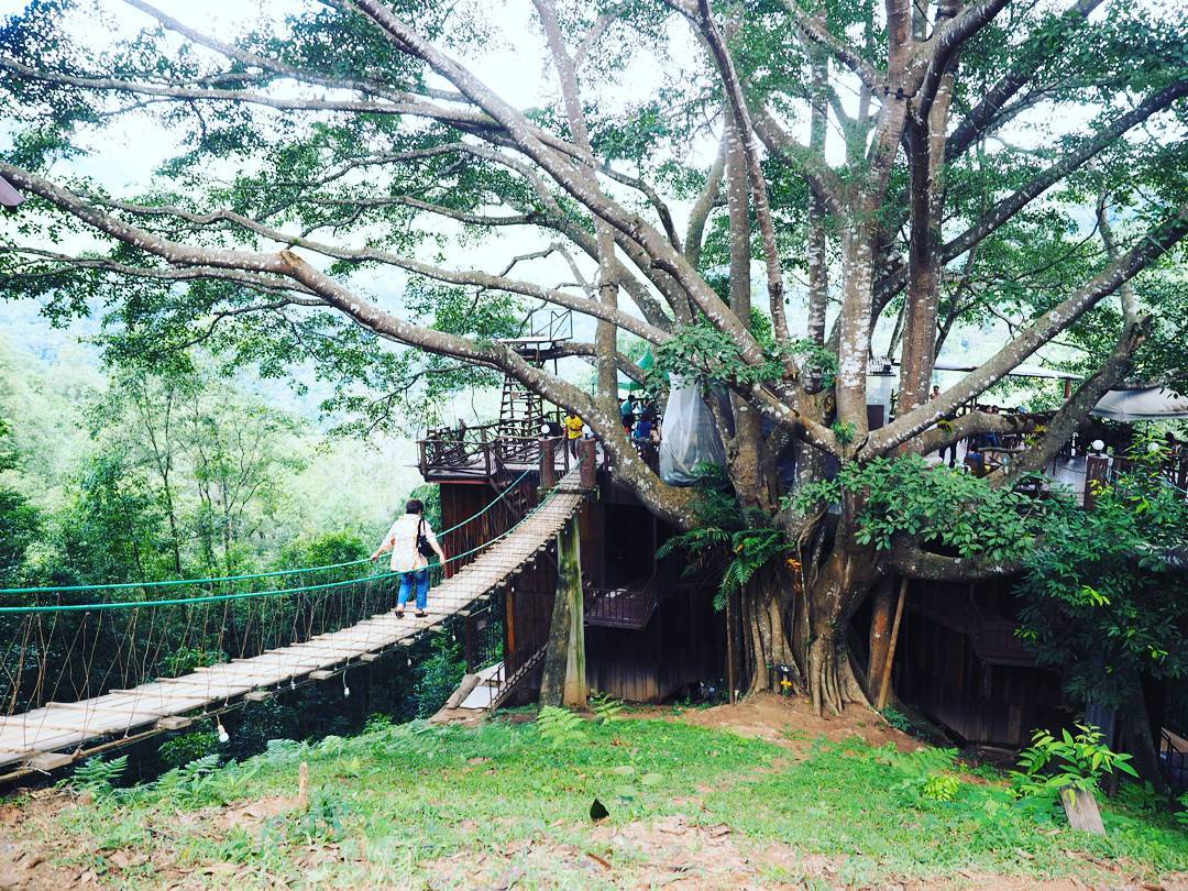 The Giant Tree quán cà phê trên cây khổng lồ