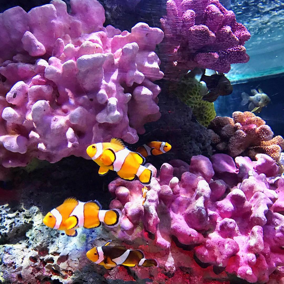 Ngắm nhìn những rạn san hô tuyệt đẹp bên các chú cá hề vui nhộn