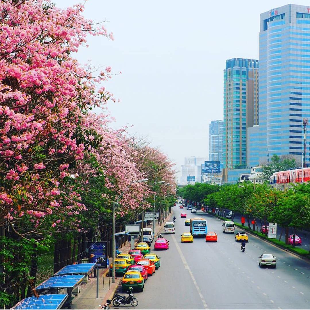 Địa điểm ngắm hoa ở Bangkok