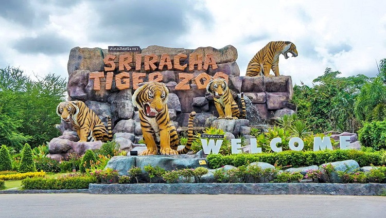Trại Hổ Siracha Tiger Zoo